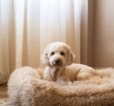 Tibetan Lamb Dog Bed Beige